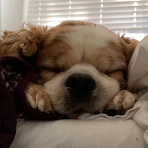 Meet your Posher, Allie